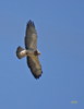 Swainsons Hawk